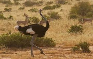 Magical 7 Days nairobi to samburu Tour Package
