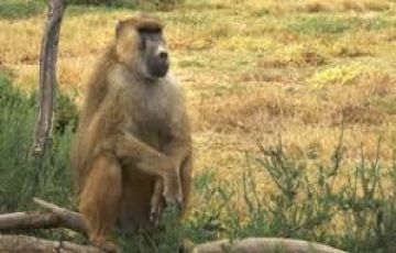 Amazing 7 Days nairobi to amboseli Tour Package