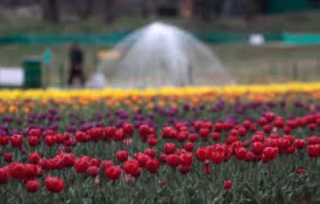 4 Days 3 Nights Srinagar to gulmarg Vacation Package