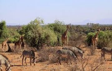 Memorable 3 Days 2 Nights samburu game reserve Trip Package