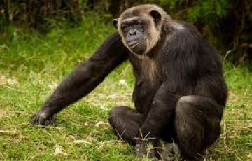 Amazing 3 Days olpejeta conservancy Trip Package