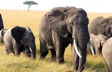 Beautiful 11 Days olpejeta to nairobi to naivasha to maasai mara Holiday Package