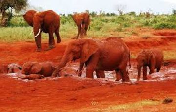 Amazing 6 Days amboseli to nairobi to nairobi to tsavo east Vacation Package