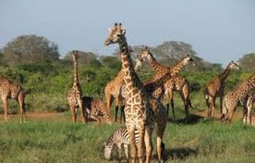 Ecstatic 14 Days olpejeta to nairobi to tsavo east to tsavo west Holiday Package