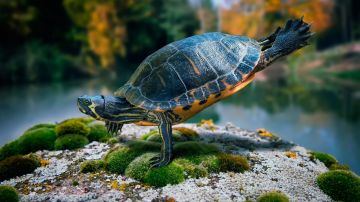 Ecstatic 6 Days Back to Home to port blair Tour Package