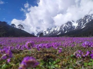 5 Days 4 Nights New Jalpaiguri to gangtok Trip Package