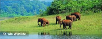 Magical 5 Days Kochi to munnar Vacation Package