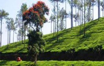 9 Days 8 Nights Trivandrum to munnar Tour Package