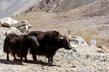 Ecstatic 8 Days Leh to srinagar Holiday Package