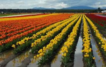 Pleasurable 4 Days srinagar and gulmarg Tour Package