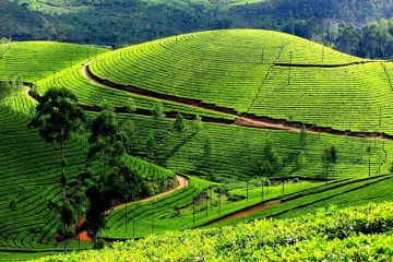 Amazing 4 Days 3 Nights cochin and munnar Tour Package