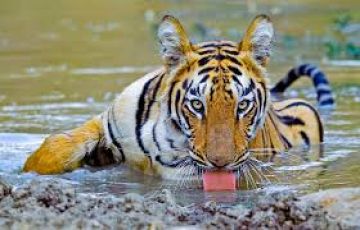 Family Getaway 3 Days nagpur with tadoba Holiday Package
