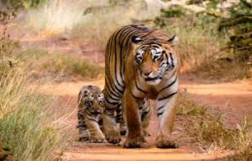 Family Getaway 3 Days nagpur with tadoba Holiday Package