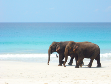 Ecstatic 4 Days Port Blair to havelock island Holiday Package