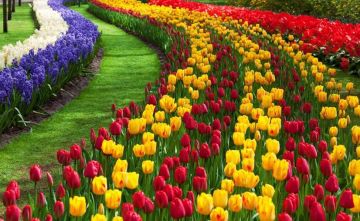 Family Getaway 7 Days srinagar to gulmarg Trip Package