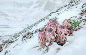 Family Getaway 10 Days 9 Nights shimla Tour Package