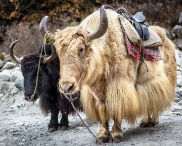 Experience 4 Days manali Family Tour Package