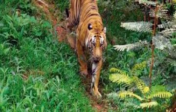 5 Days munnar, thekkady, alleppey and cochin Trip Package