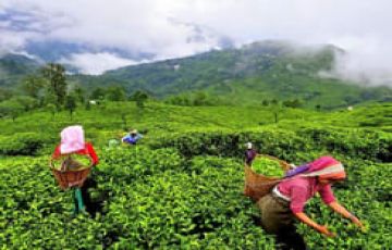 6 Days 5 Nights Alleppey to munnar Honeymoon Vacation Package