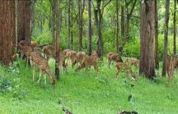 Ecstatic 4 Days Ooty to coonoor Trip Package