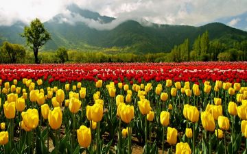 03 Nights 04 Days Srinagar Tour package