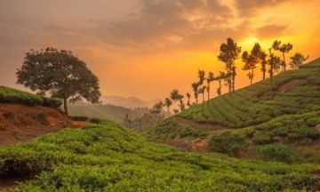 Best 5 Days Cochin to munnar Holiday Package