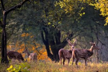 Amazing 5 Days 4 Nights ranikhet Trip Package