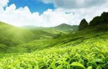 5 Days 4 Nights Cochin to thekkady Tour Package