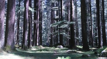 Beautiful 6 Days delhi to manali Honeymoon Holiday Package