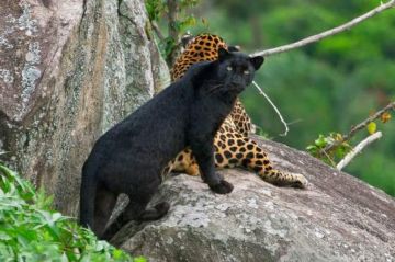 Family Getaway 5 Days coorg with ooty Trip Package