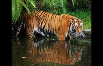 Experience 3 Days kolkata with sundarban Vacation Package
