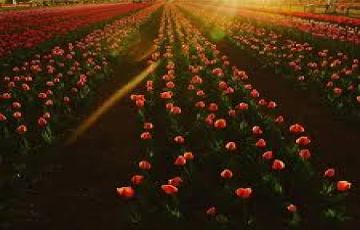 4 Days 3 Nights Srinagar to day trip to gulmarg Tour Package