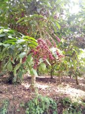 Amazing Mysuru Tour Package for 5 Days 4 Nights