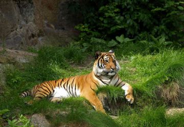 Amazing 2 Days 1 Night jim corbett Trip Package