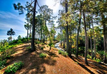 2 Days 1 Night Ranikhet Tour Package