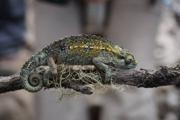 Best 11 Days kilimanjaro airport to londorosi gate Tour Package