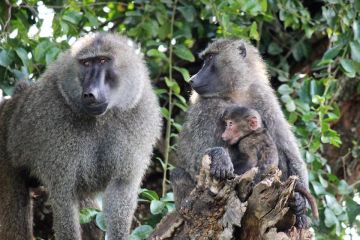 8 Days 7 Nights kilimanjaro airports to horombo hut Friends Vacation Package