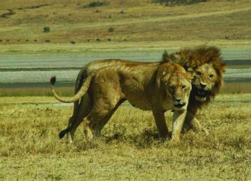 Pleasurable 7 Days 6 Nights arusha Holiday Package