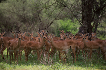 Pleasurable 7 Days 6 Nights arusha Holiday Package