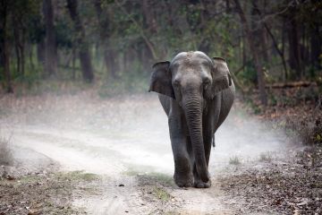 Amazing 5 Days delhi to corbett Vacation Package