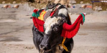 Family Getaway 7 Days 6 Nights shimla Family Tour Package