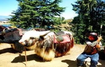 Experience 4 Days 3 Nights shimla Wildlife Holiday Package