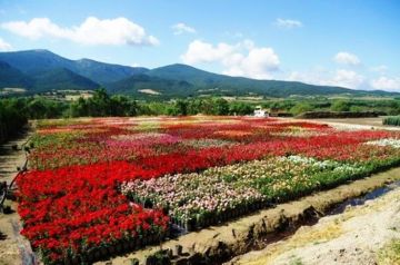 Experience 4 Days 3 Nights shimla Wildlife Holiday Package