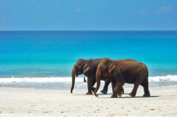 Family Getaway 5 Days 4 Nights port blair and havelock island Holiday Package