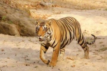 Beautiful 4 Days 3 Nights pench, kanha national park with jabalpur Trip Package