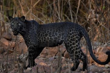 Beautiful 4 Days 3 Nights pench, kanha national park with jabalpur Trip Package