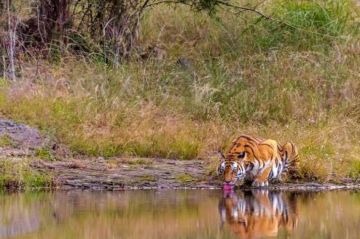 Amazing 4 Days 3 Nights tadoba, pench and nagpur Tour Package