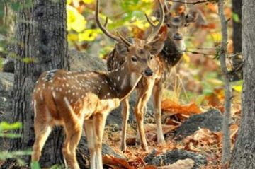 Amazing 4 Days 3 Nights tadoba, pench and nagpur Tour Package