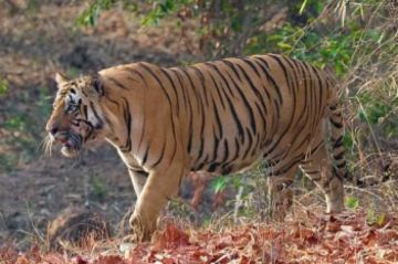 Amazing 4 Days 3 Nights tadoba, pench and nagpur Tour Package
