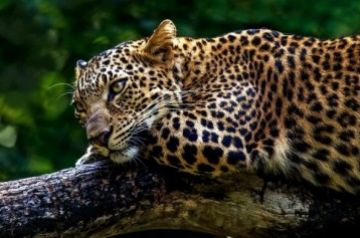 Family Getaway nagarhole Tour Package for 4 Days 3 Nights